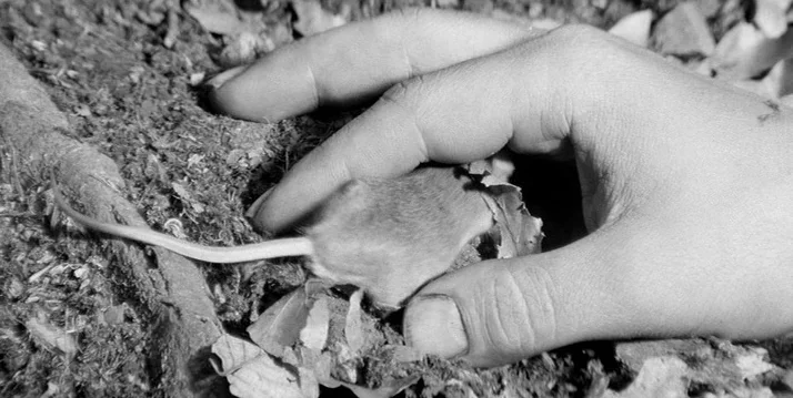On the Double Nature of Filmed Mice